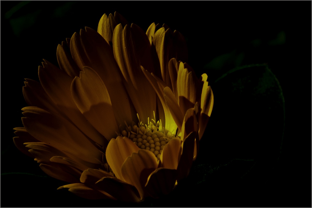 Prosthesis into the light