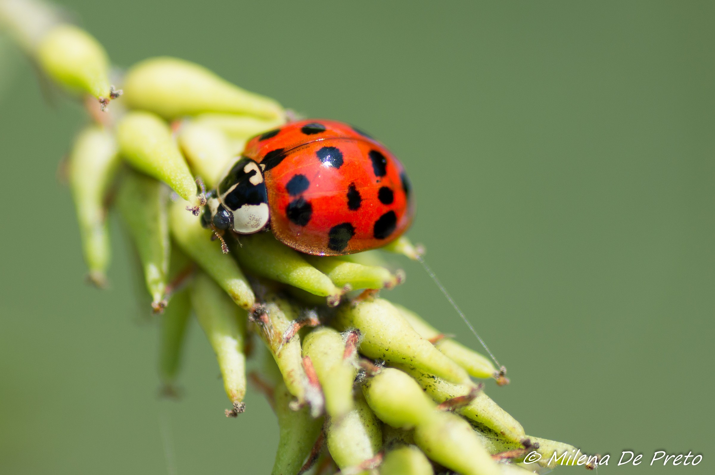 coccinella