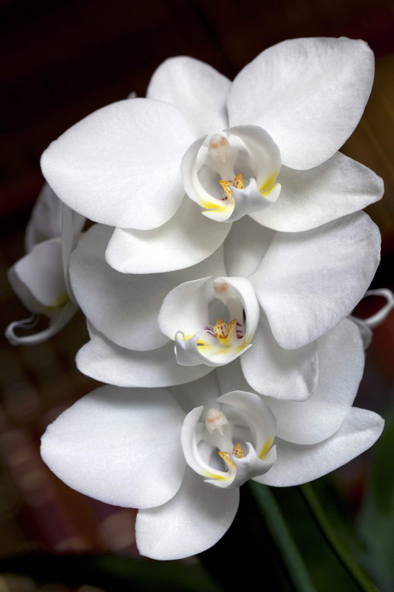 Trittico di orchidee