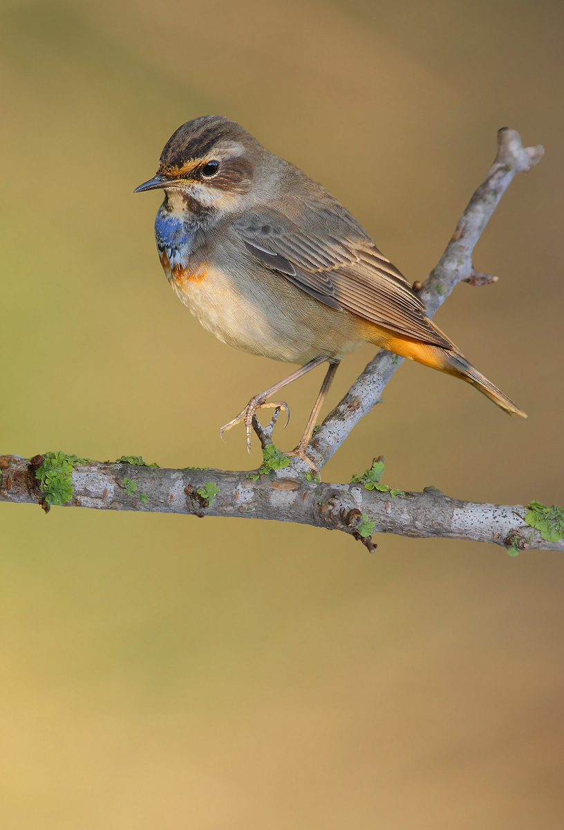 Bluethroat