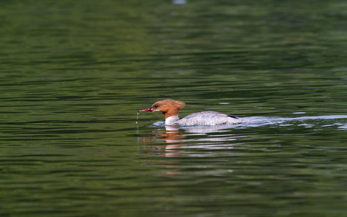 Goosander female