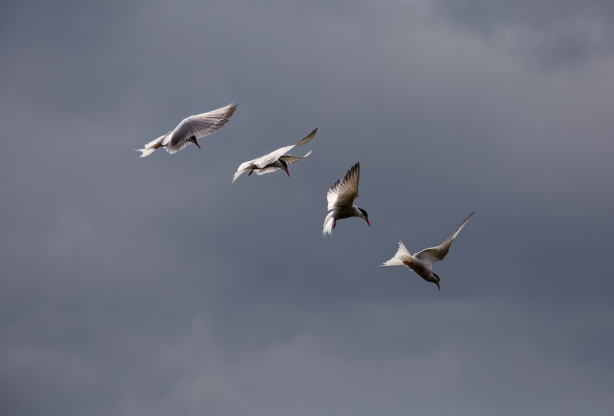 Lo spirito santo della sterna