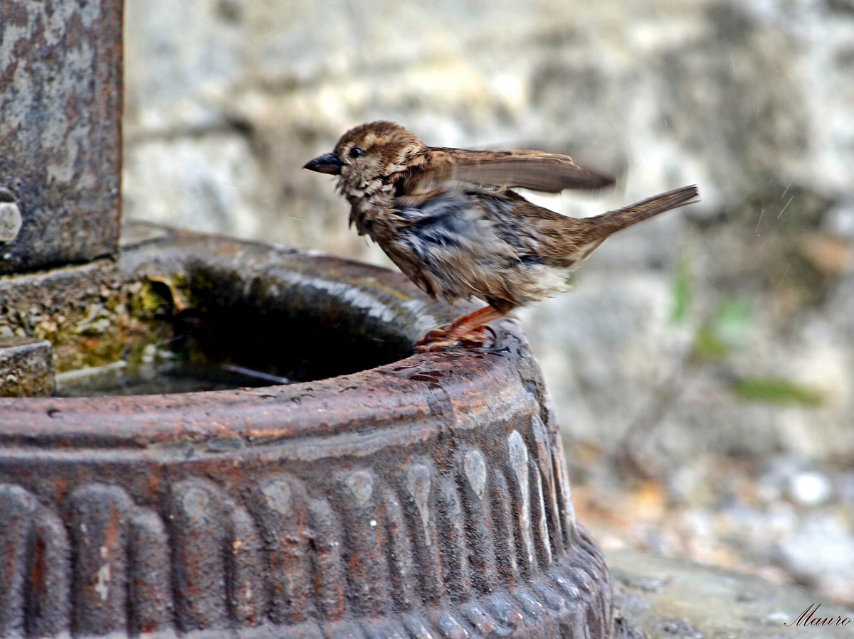 Passerotto che si scrolla dopo il bagno