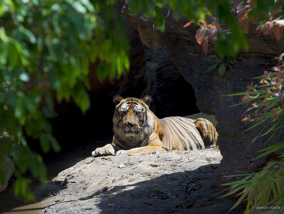 the dominant male rests