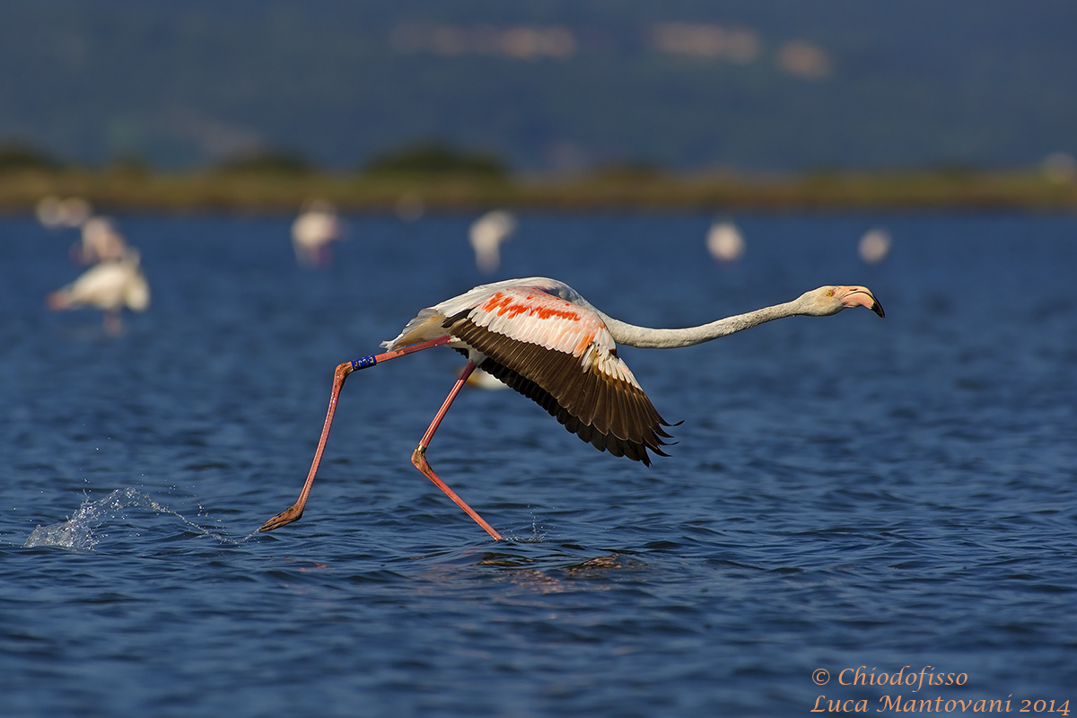 Flamingo ready for takeoff