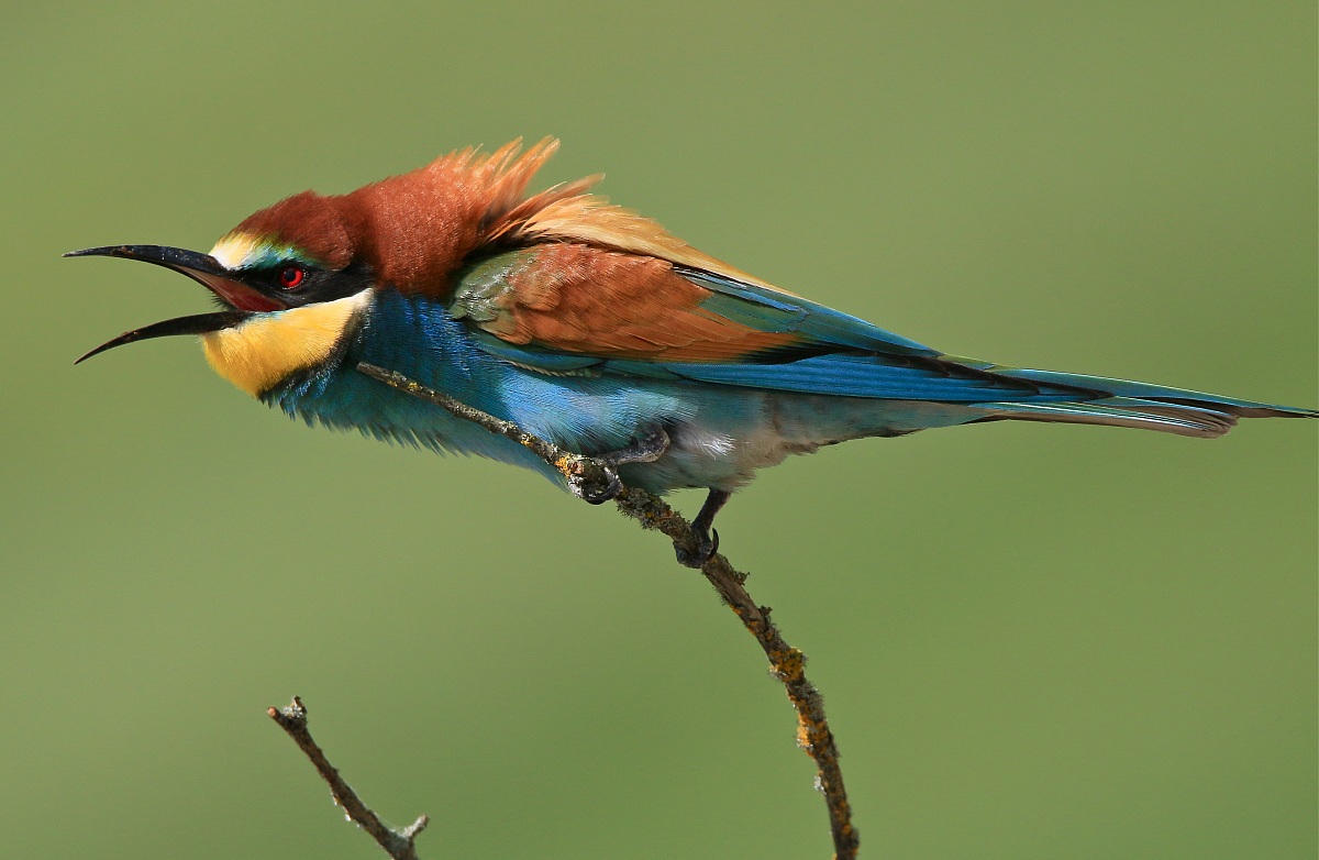 scampagnata con gruccione