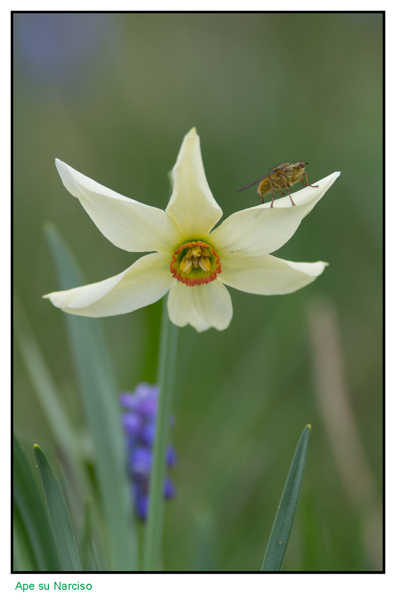 bee on Narcissus