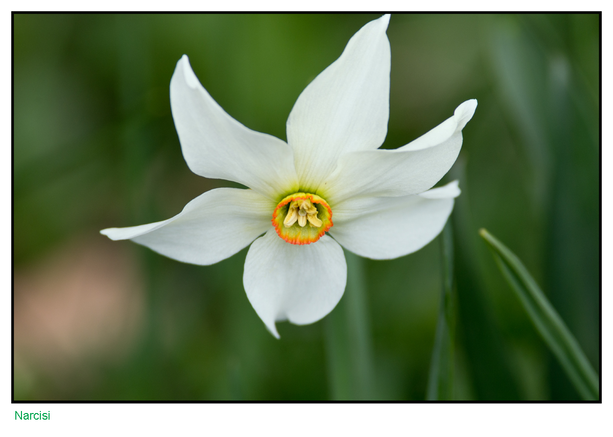 Narcissus