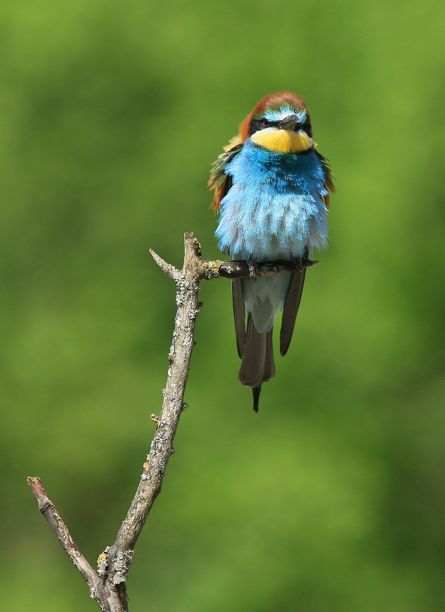 Bee-eaters 2014: droning these two!!