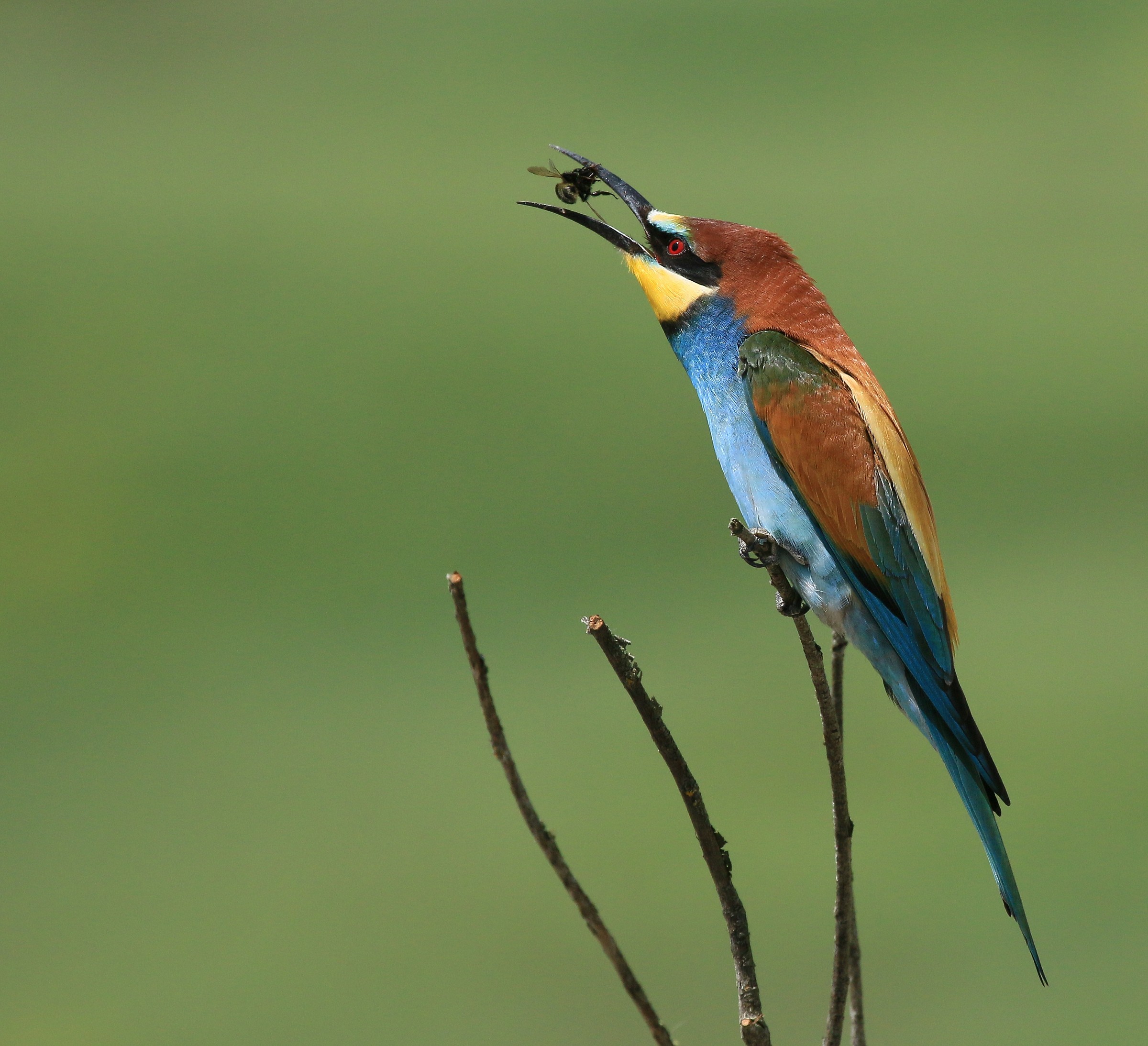 Bee-eaters 2014: Prey launched