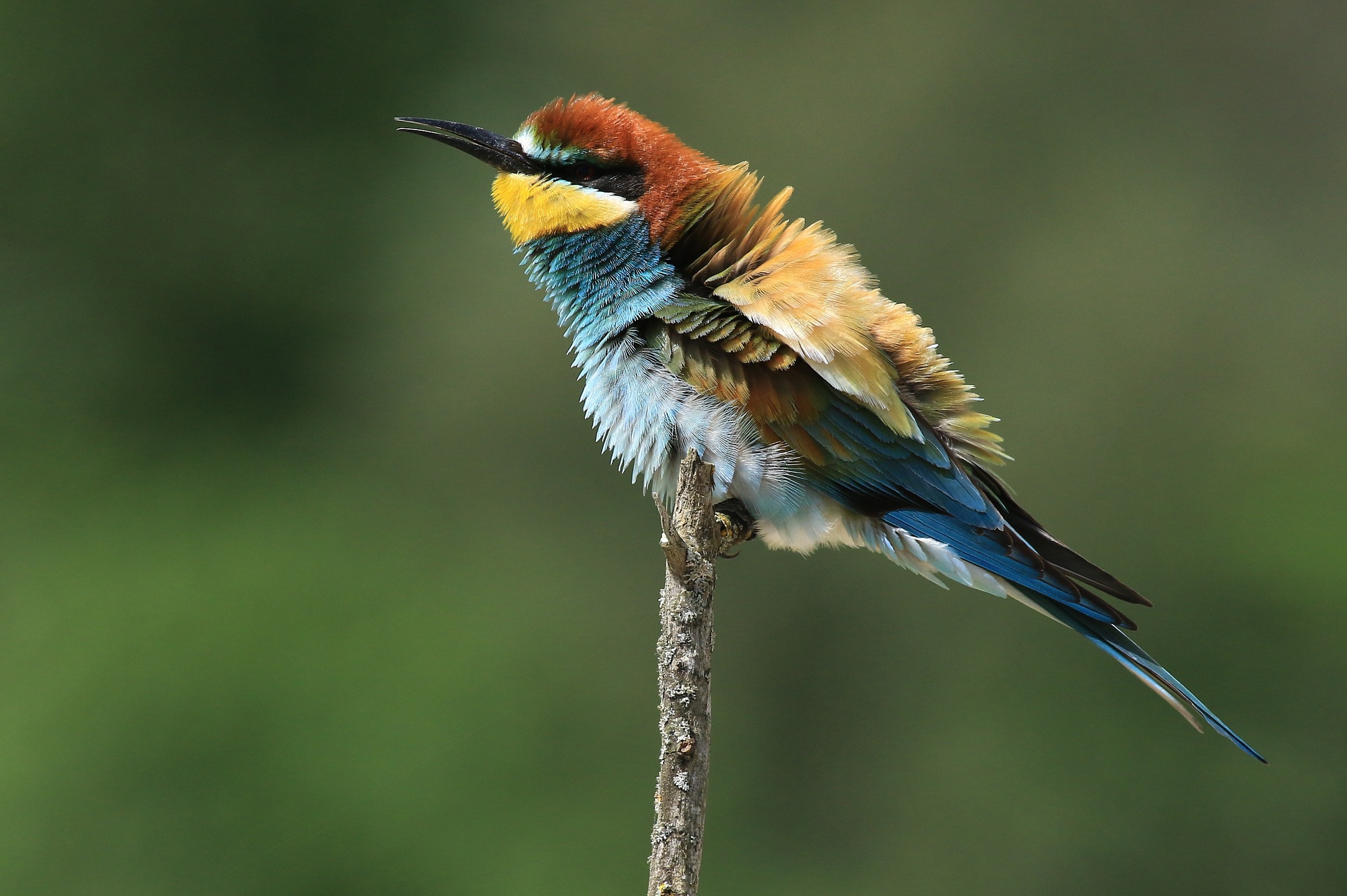 Bee-eaters 2014: Now me bloated!