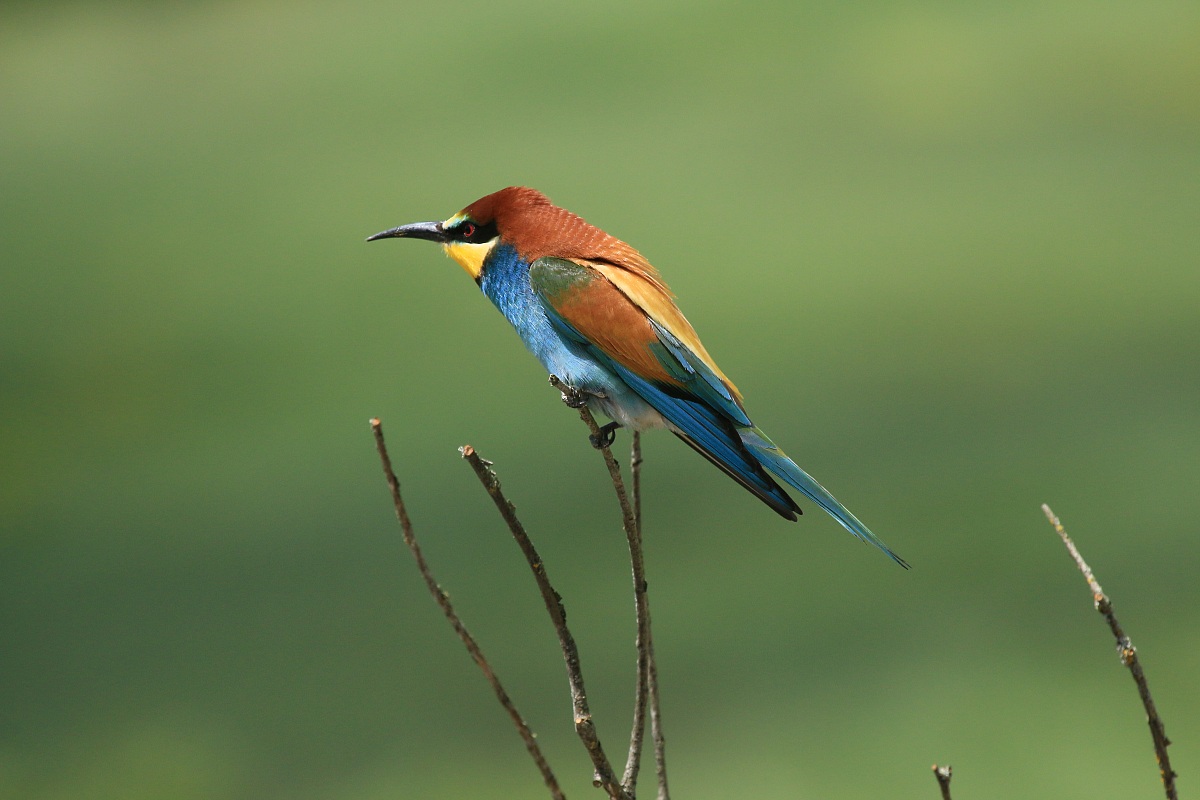 Bee-eaters 2014 profile.