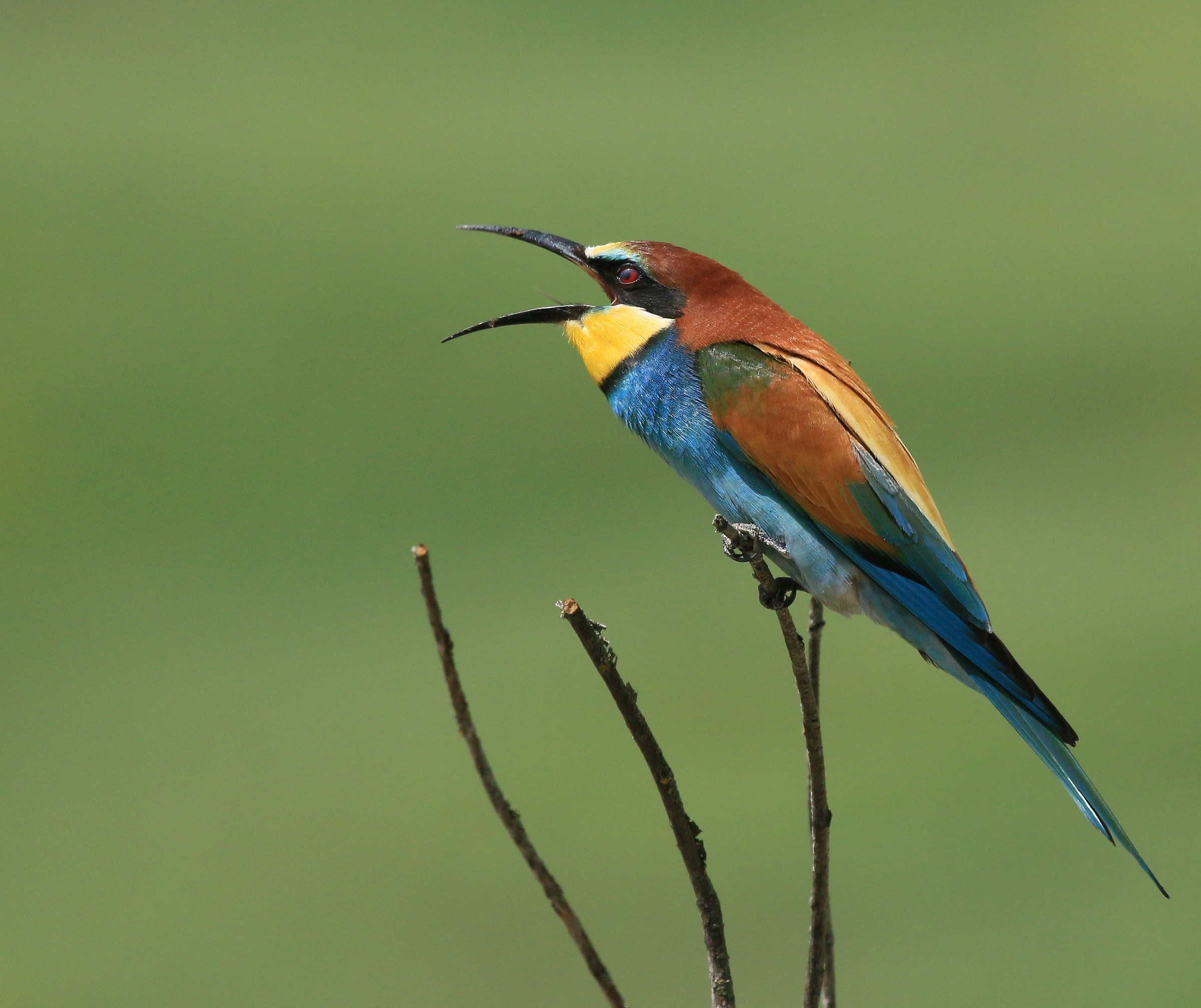 Bee-eaters 2014: The howl of the Bee