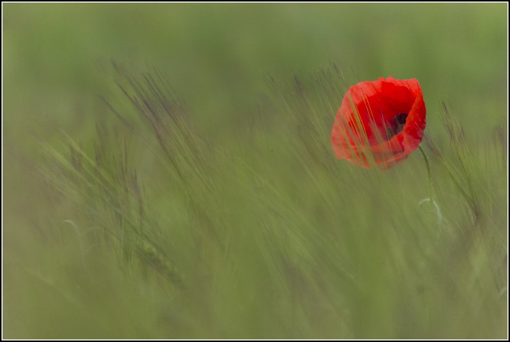 raccogliendo il vento