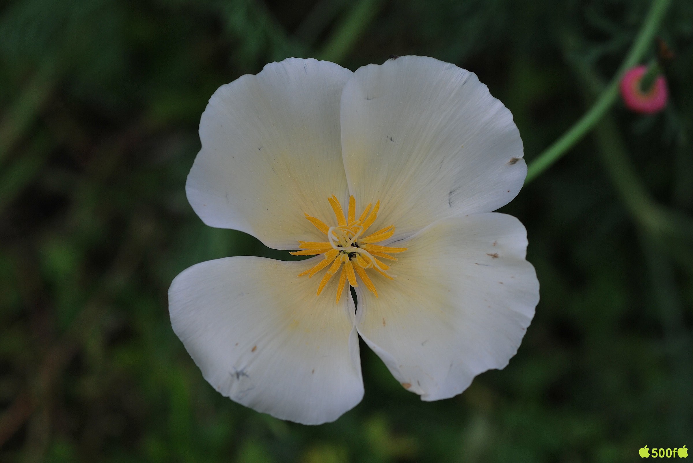 Sembra che si avvicini...