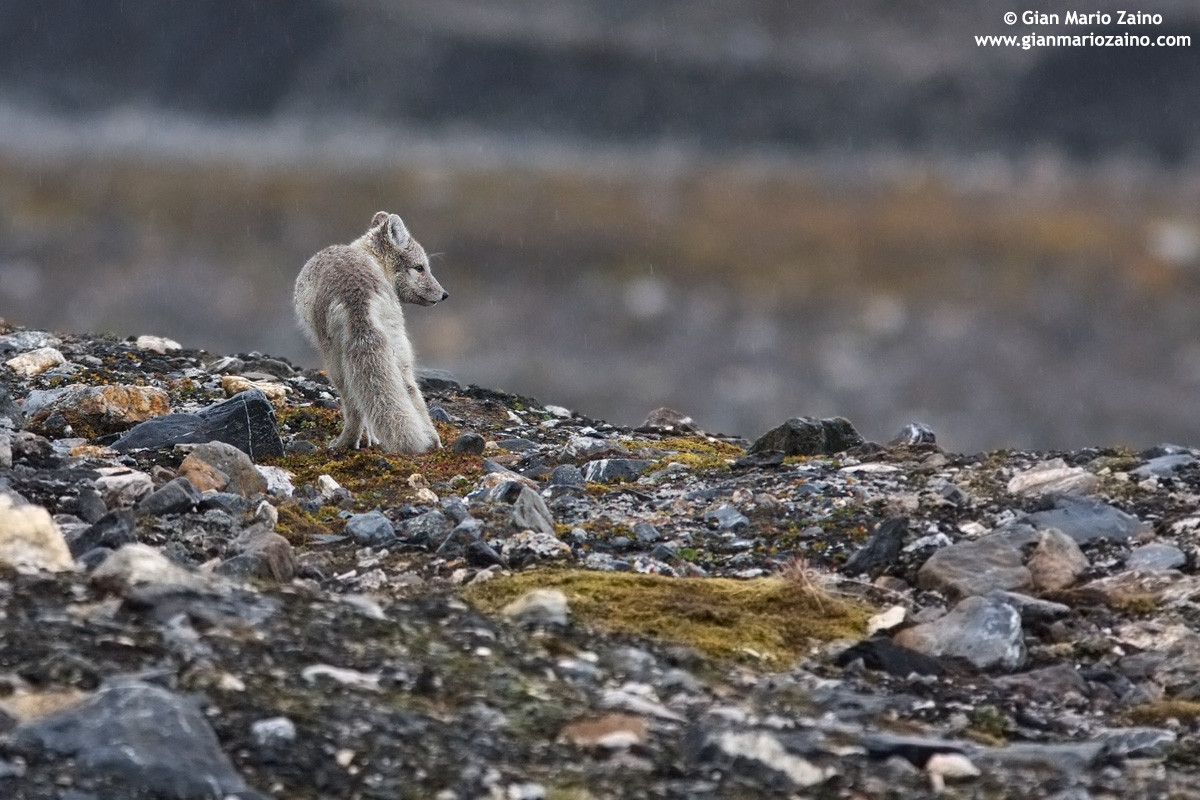 Alopex lagopus / Arctic Fox