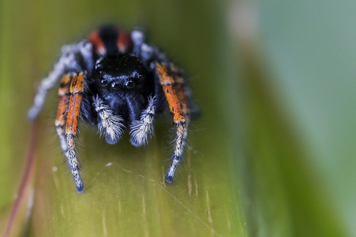 Ragno Philaeus Chrysops (Fam. Salticidae)
