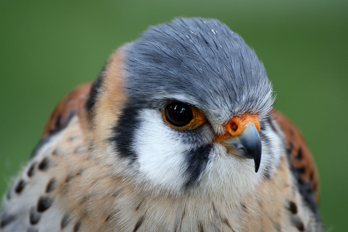 American Kestrel