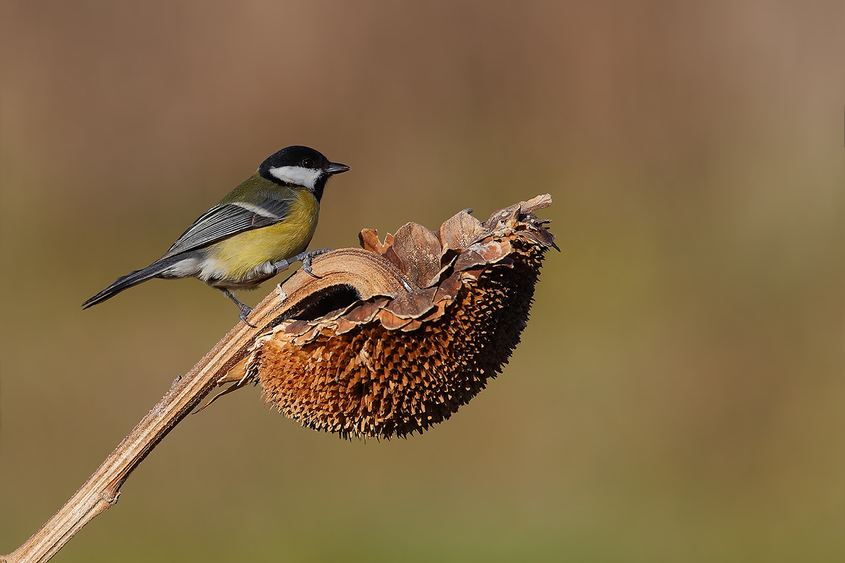 Parus major