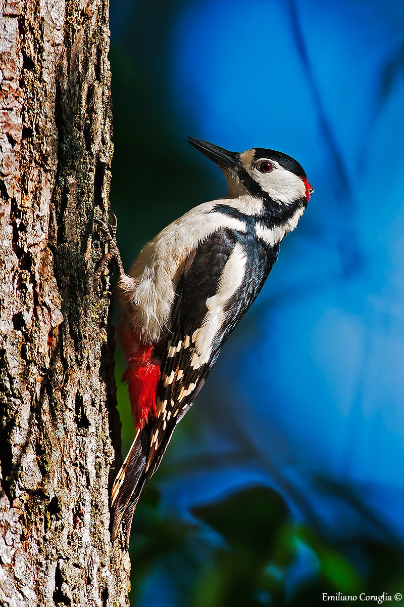 Woodpecker
