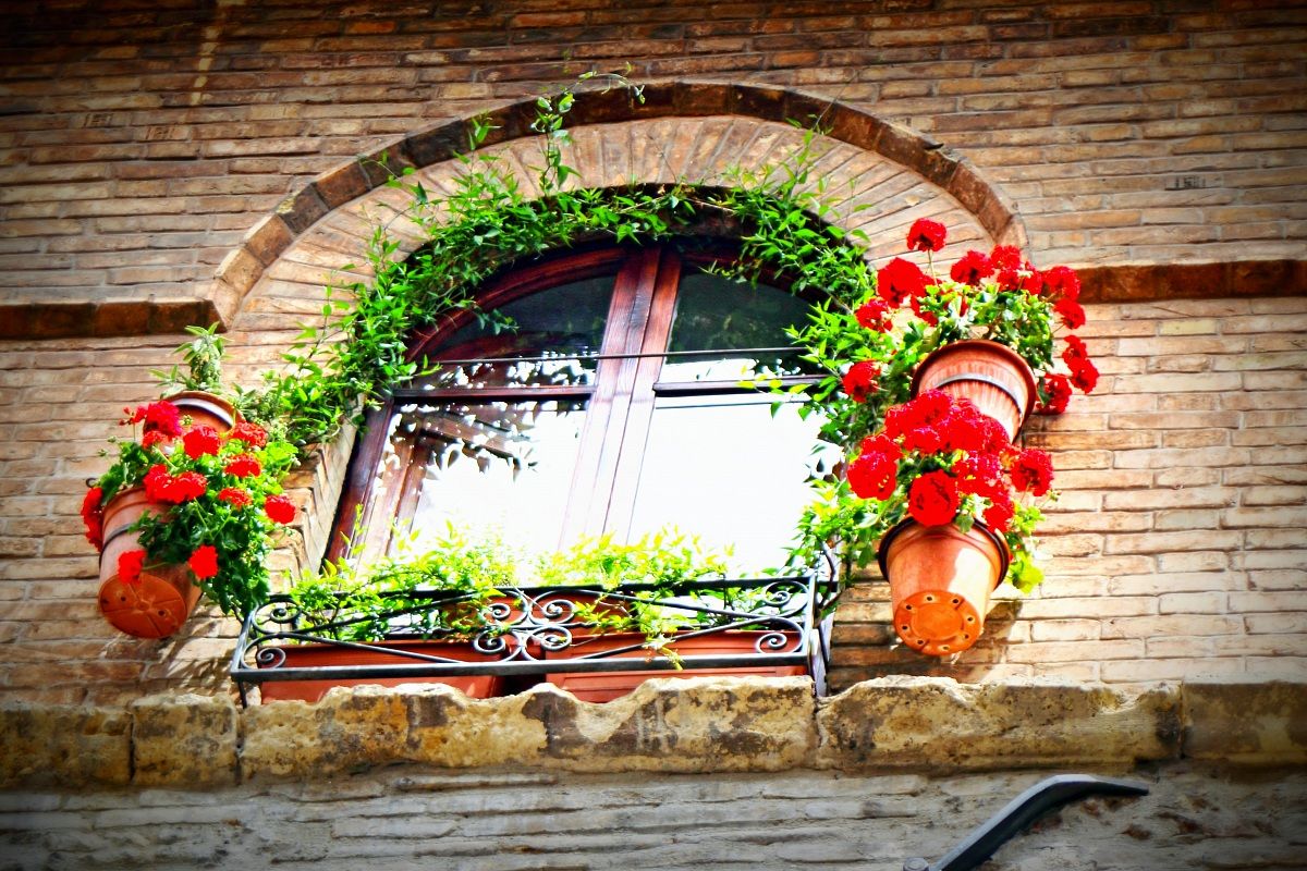 The window and flowers