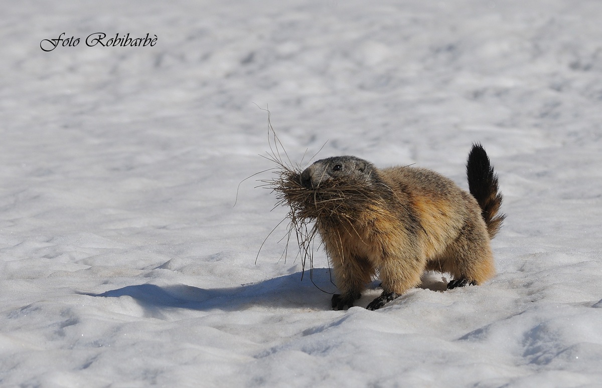Dopo il letargo.....