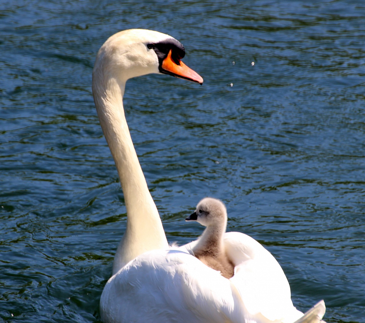 Swans