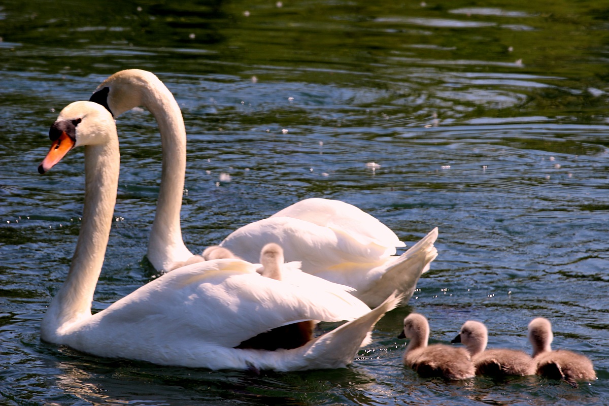 Swans