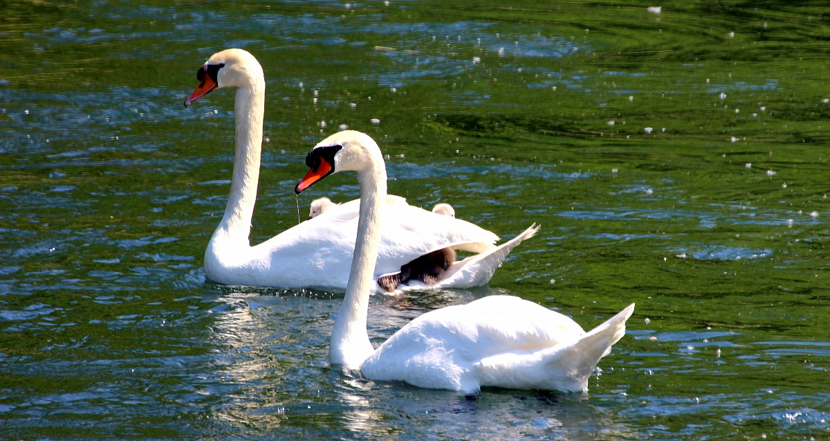 Swans