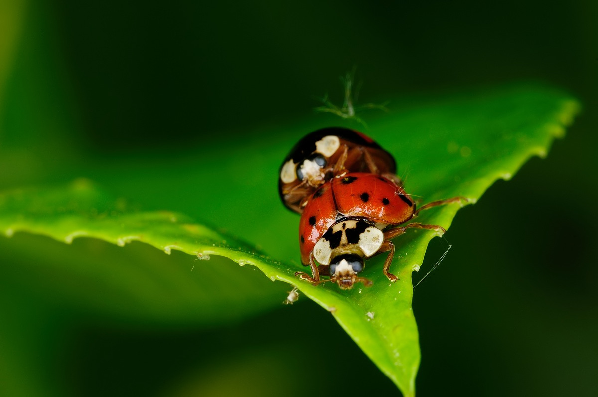 Coccinelle...alla pecorina