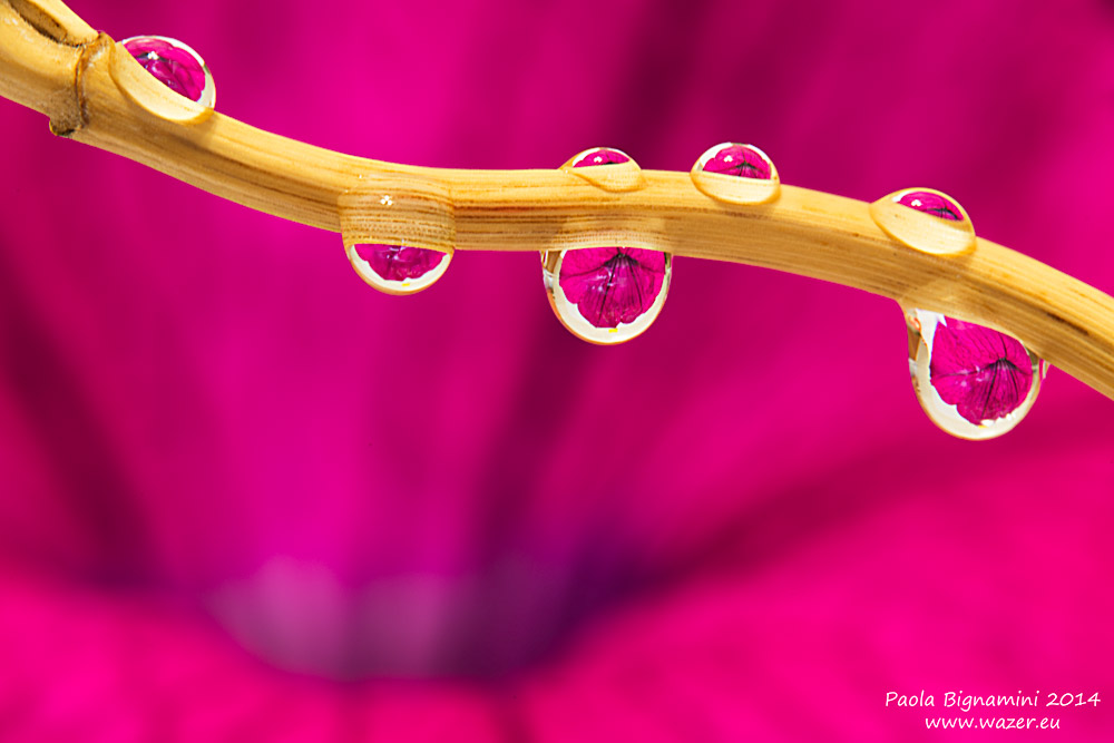 drops of flowers