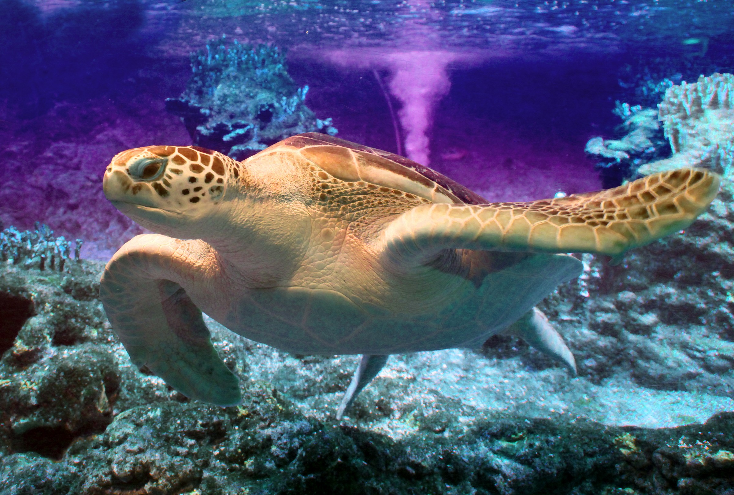 Tartaruga caretta caretta