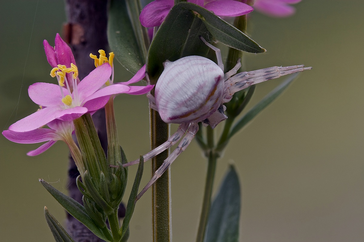 Ragno granchio su Centaurium erythraea