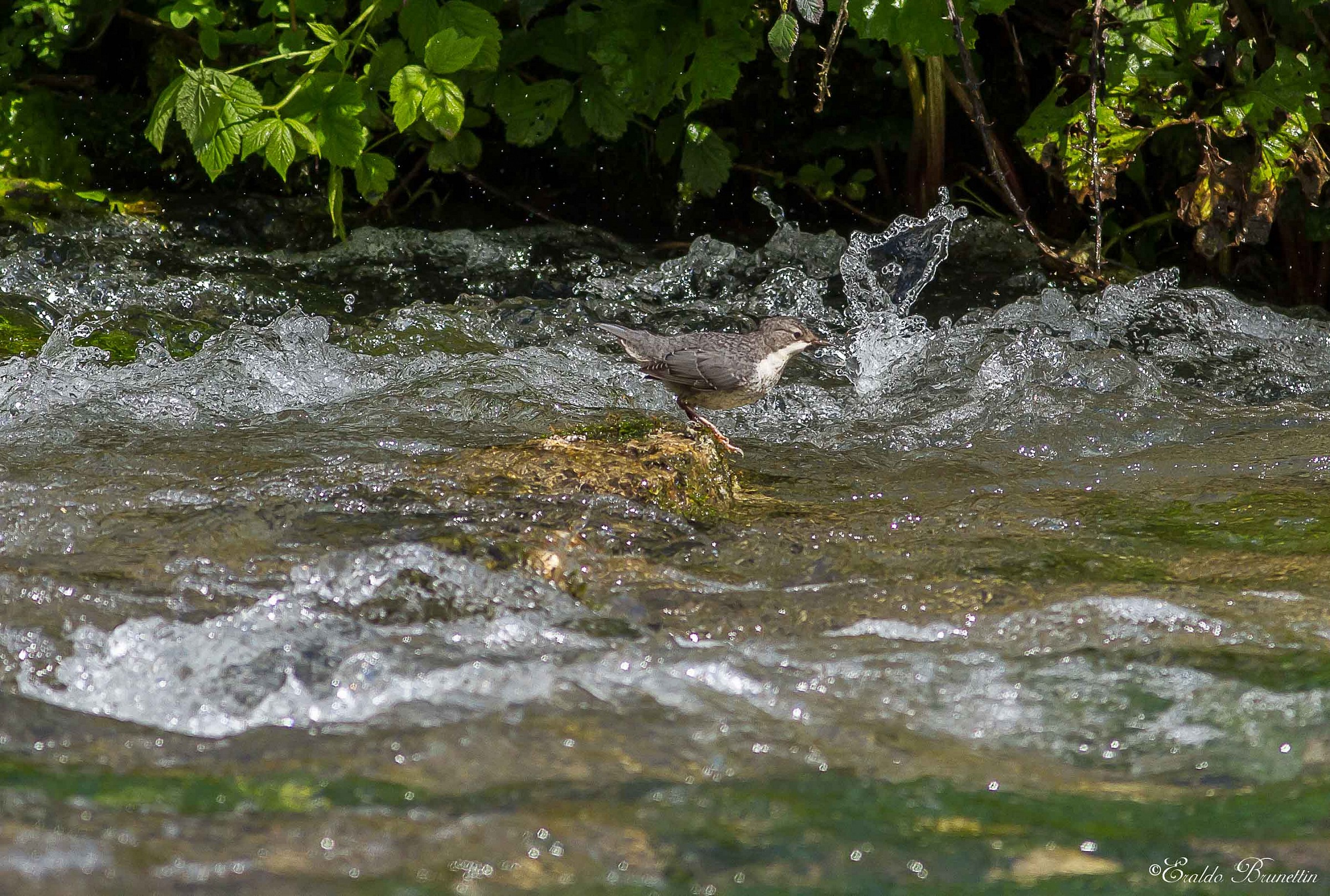 Dipper "young" (Cinclus cinclus)
