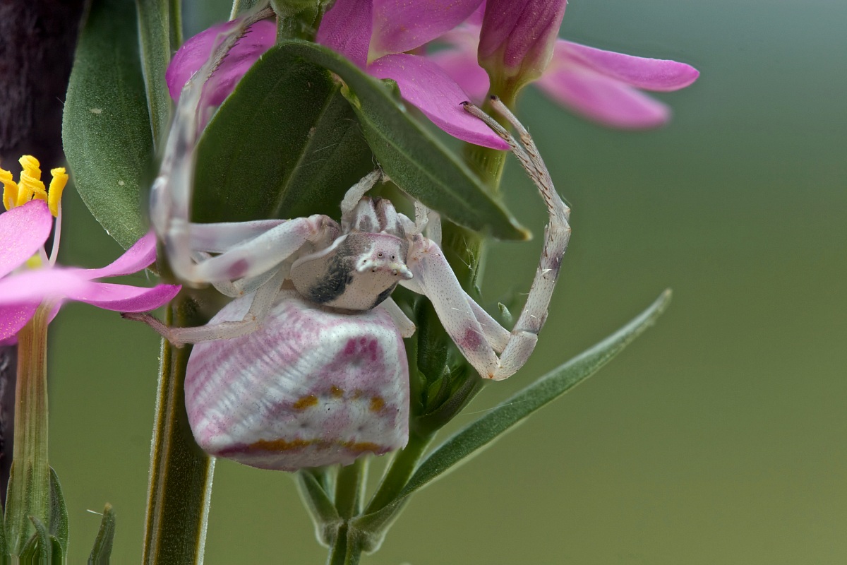 Ragno granchio su Centaurium erythraea 2