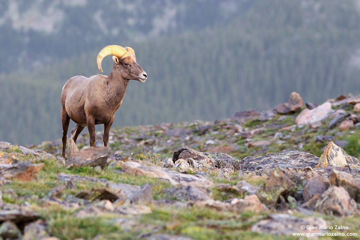 Ovis canadensis / Pecora delle Montagne Rocciose