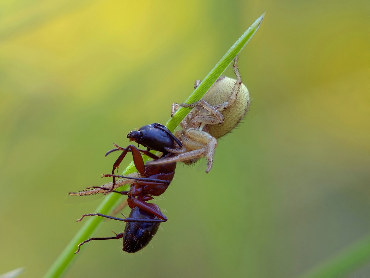 Ragno Granchio con formica