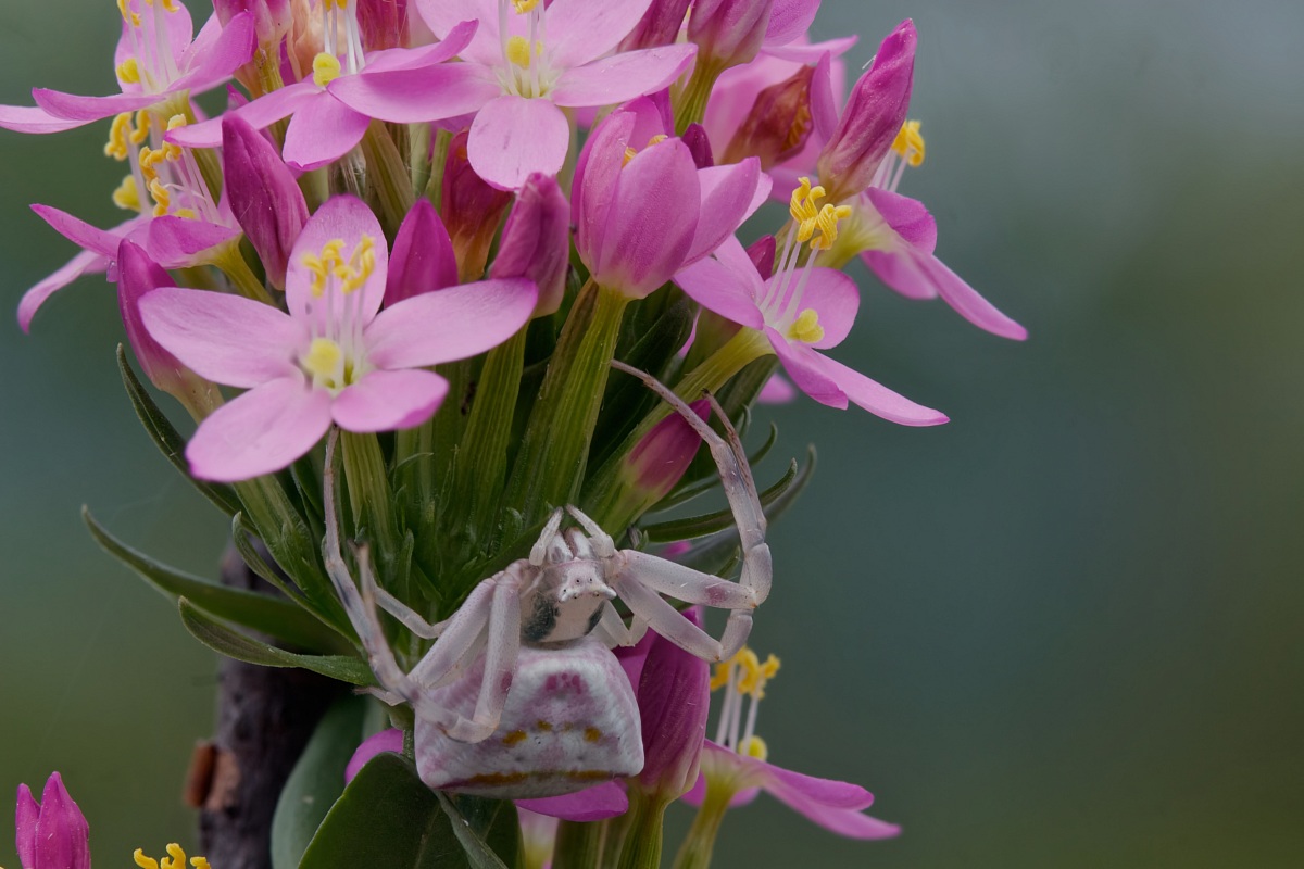 Ragno granchio su Centaurium erythraea 3