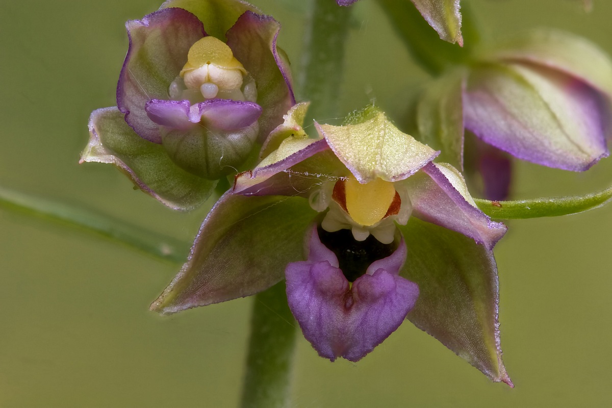 Epipactis helleborine