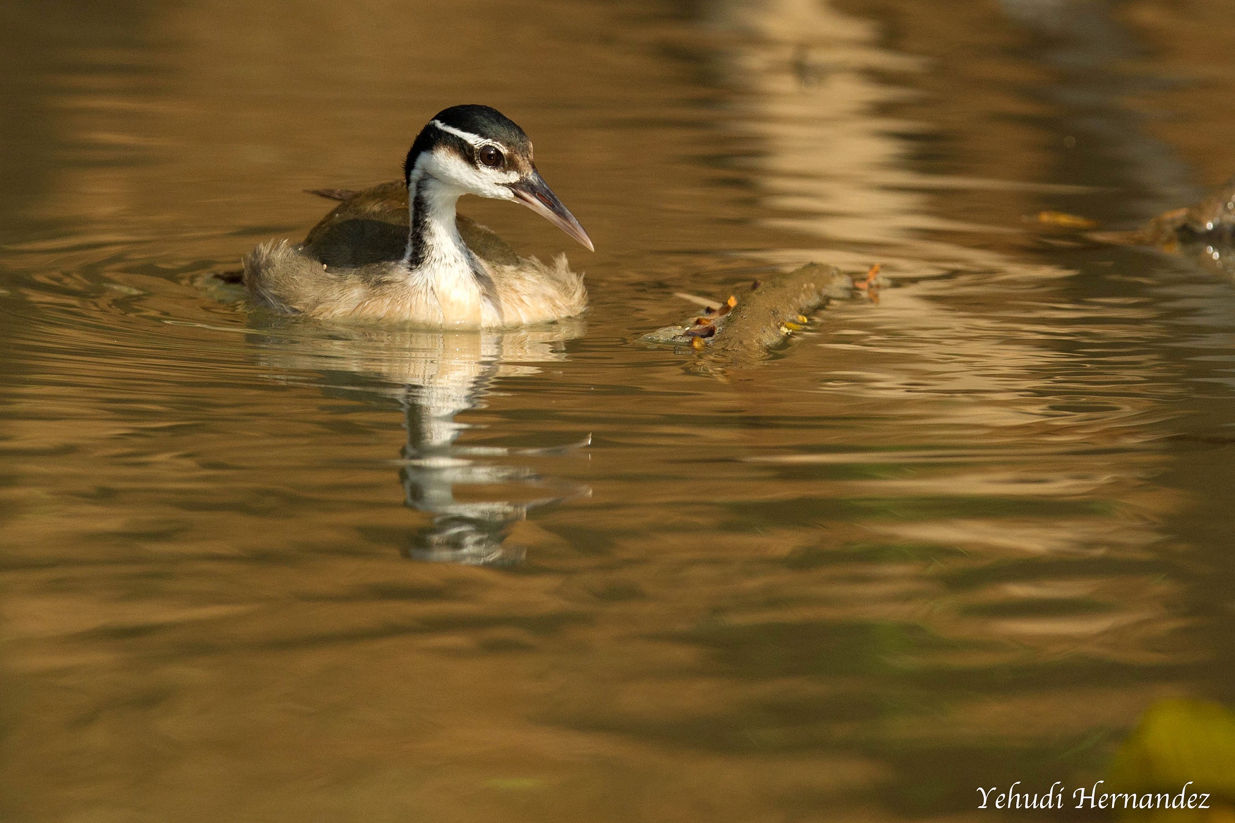 Sungrebe
