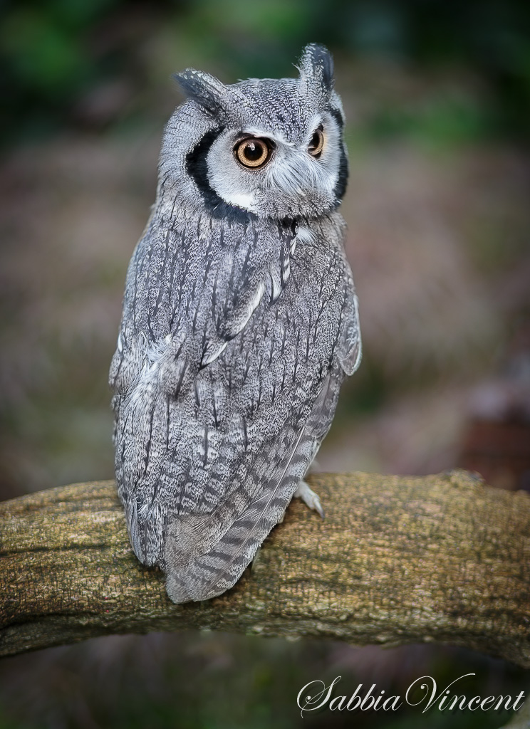assiolo faccia bianca