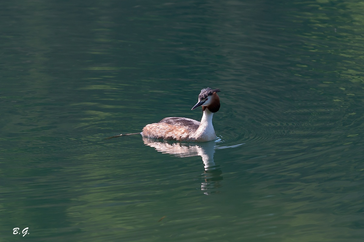 Grebe in Ticino