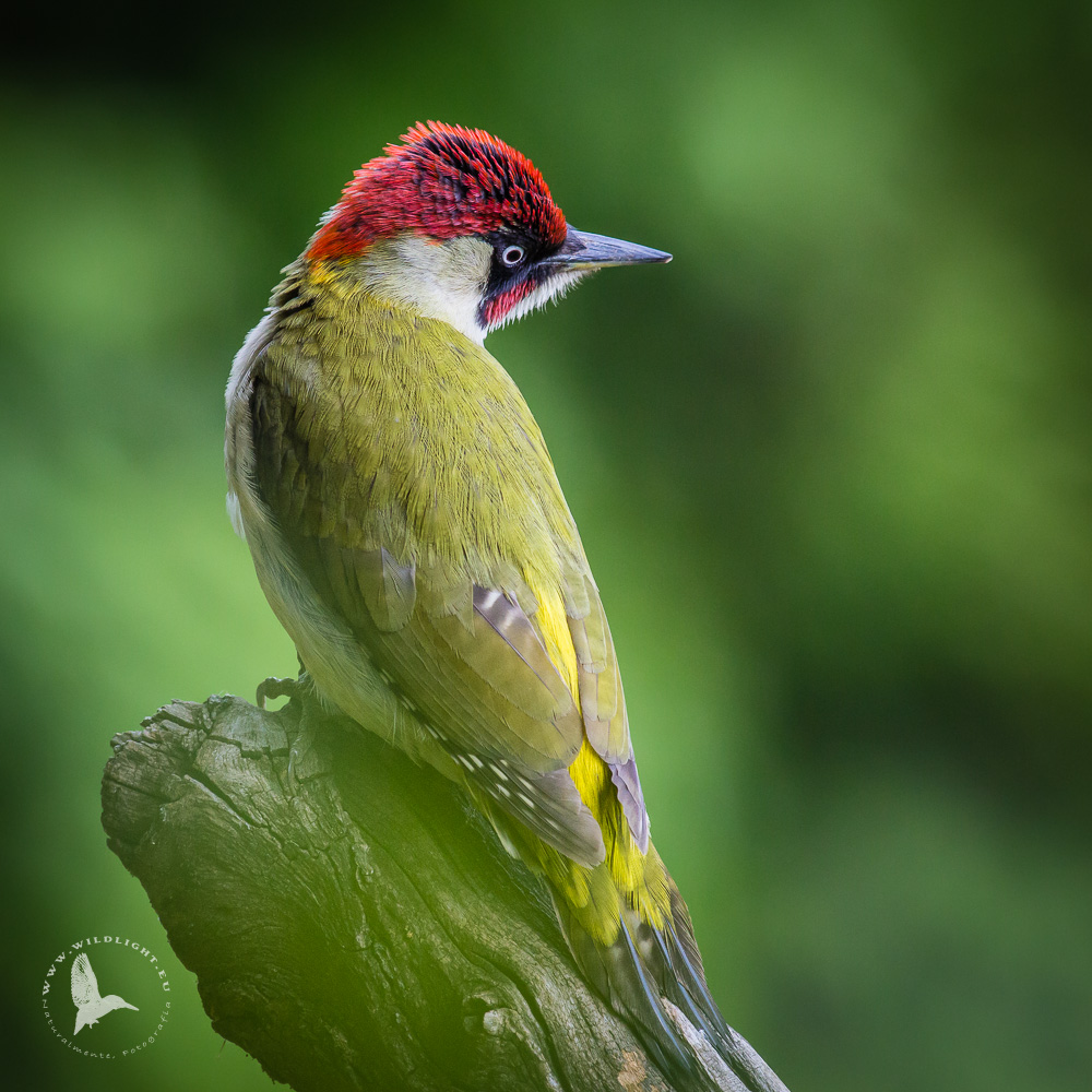 Green Woodpecker.