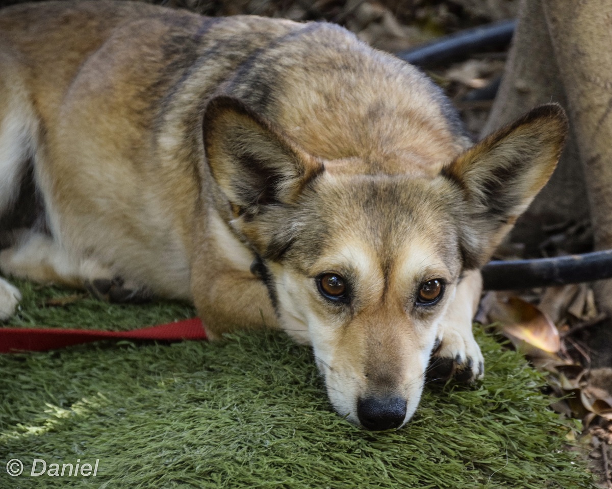In attesa d'adozione