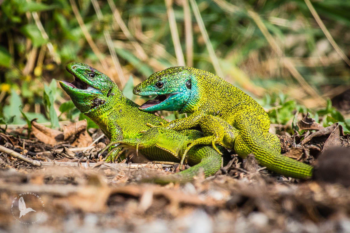 Lizards and defense of the territory II