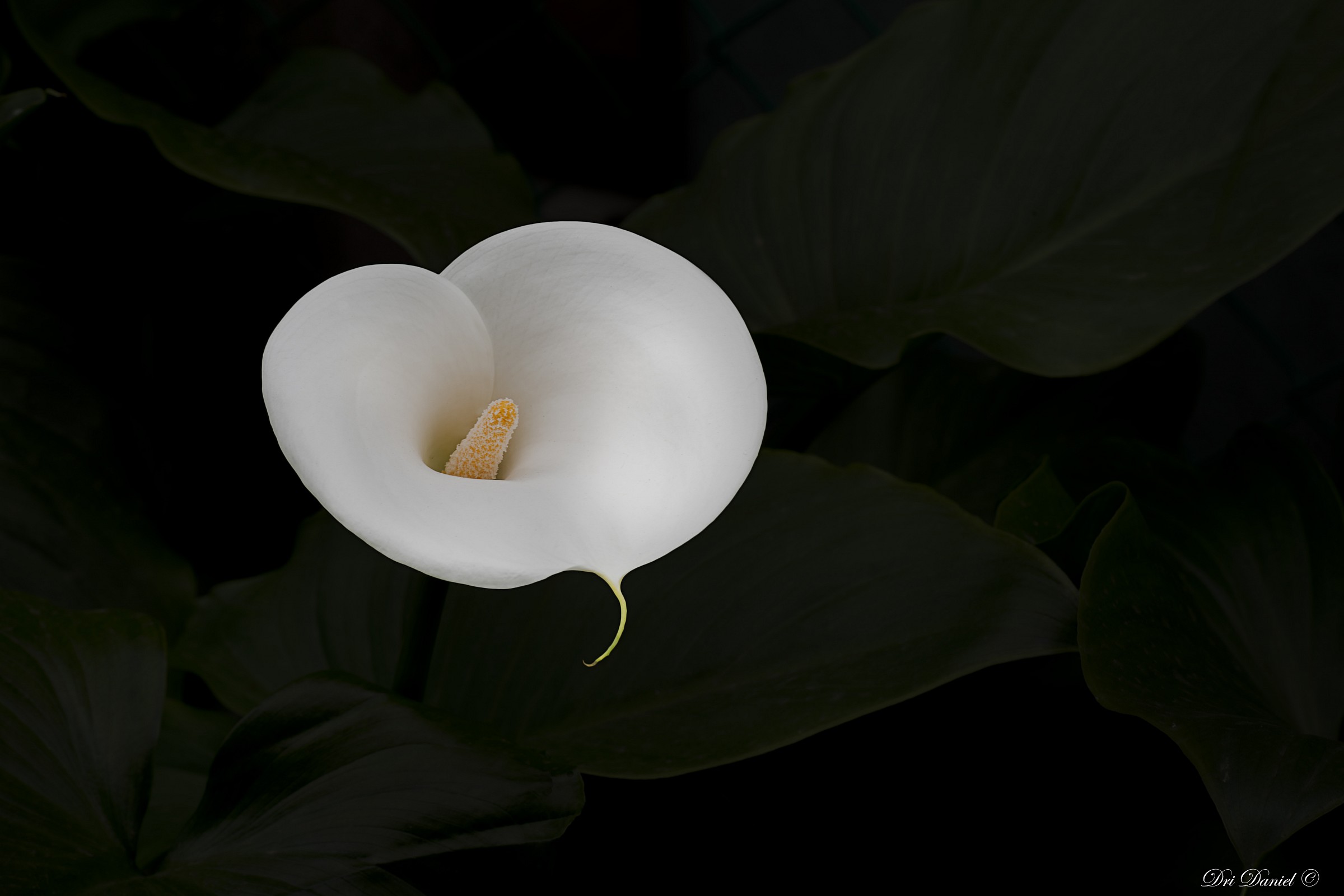 Il fiore della purezza