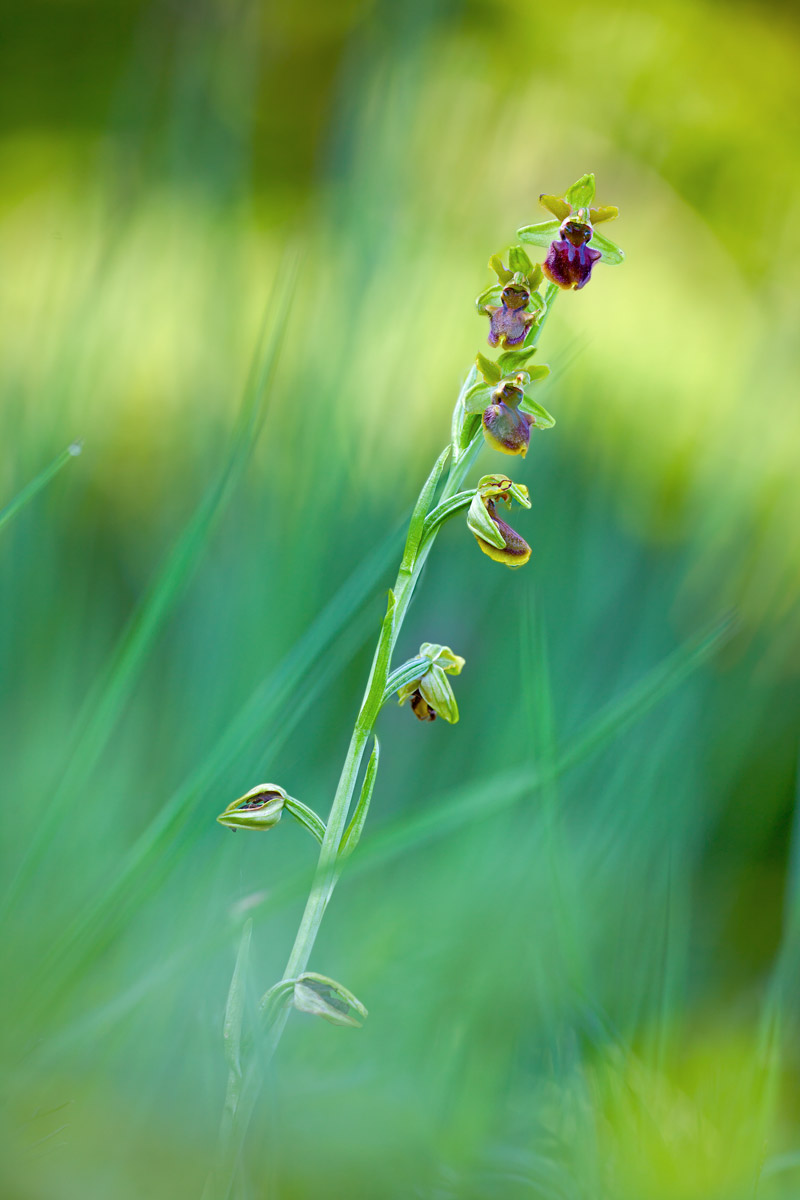 Ophrys Montevecchia