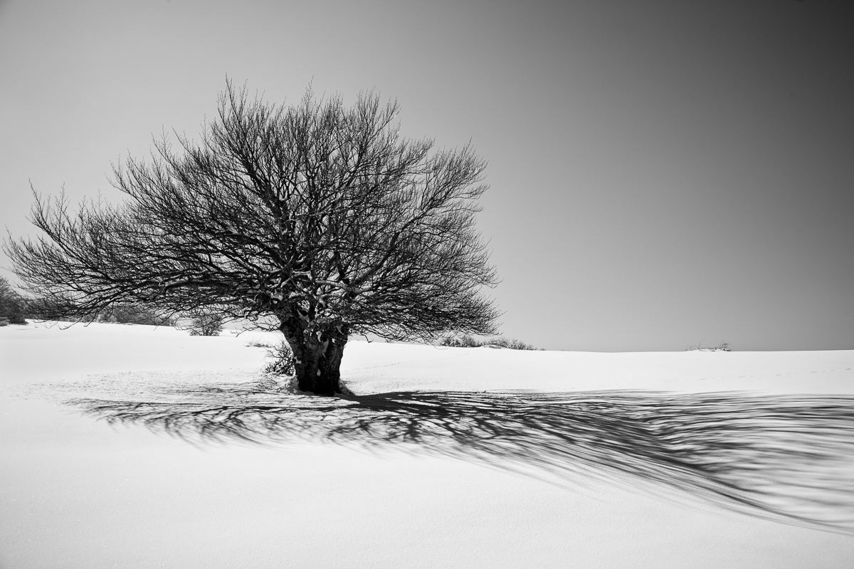 Albero solitario