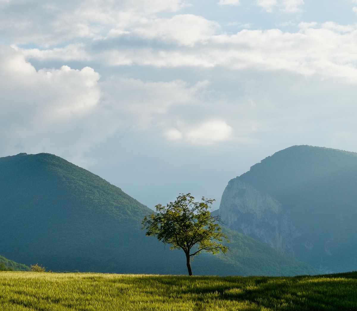 L'albero e la montagna