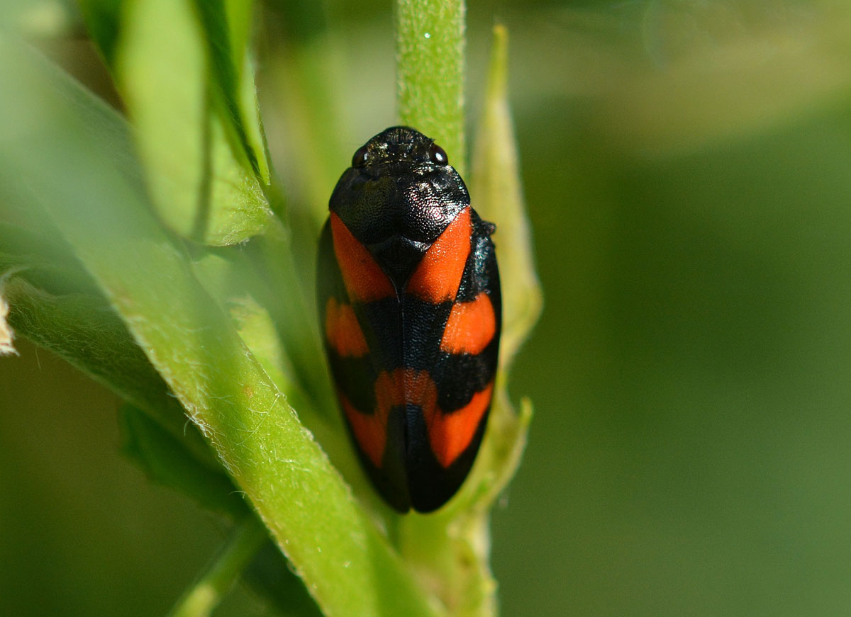 Cercopis vulnerata
